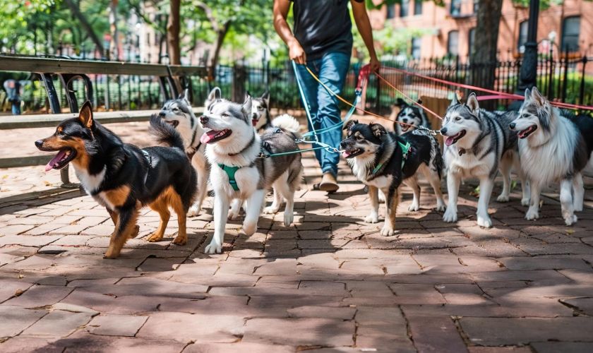 Como Divulgar Seus Serviços de Pet Sitter e Passeador de Cães Gratuitamente em um Site