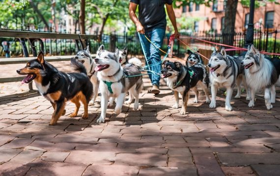 Como Divulgar Seus Serviços de Pet Sitter e Passeador de Cães Gratuitamente em um Site